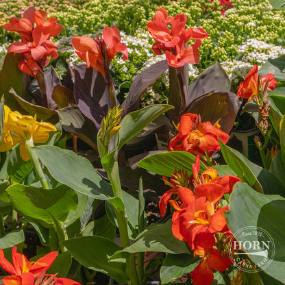 Dwarf Canna Lily Variety Mix Flower Bulbs (3-Pack)