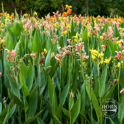 Giant Canna Lily Variety Mix Flower Bulbs (3-Pack)