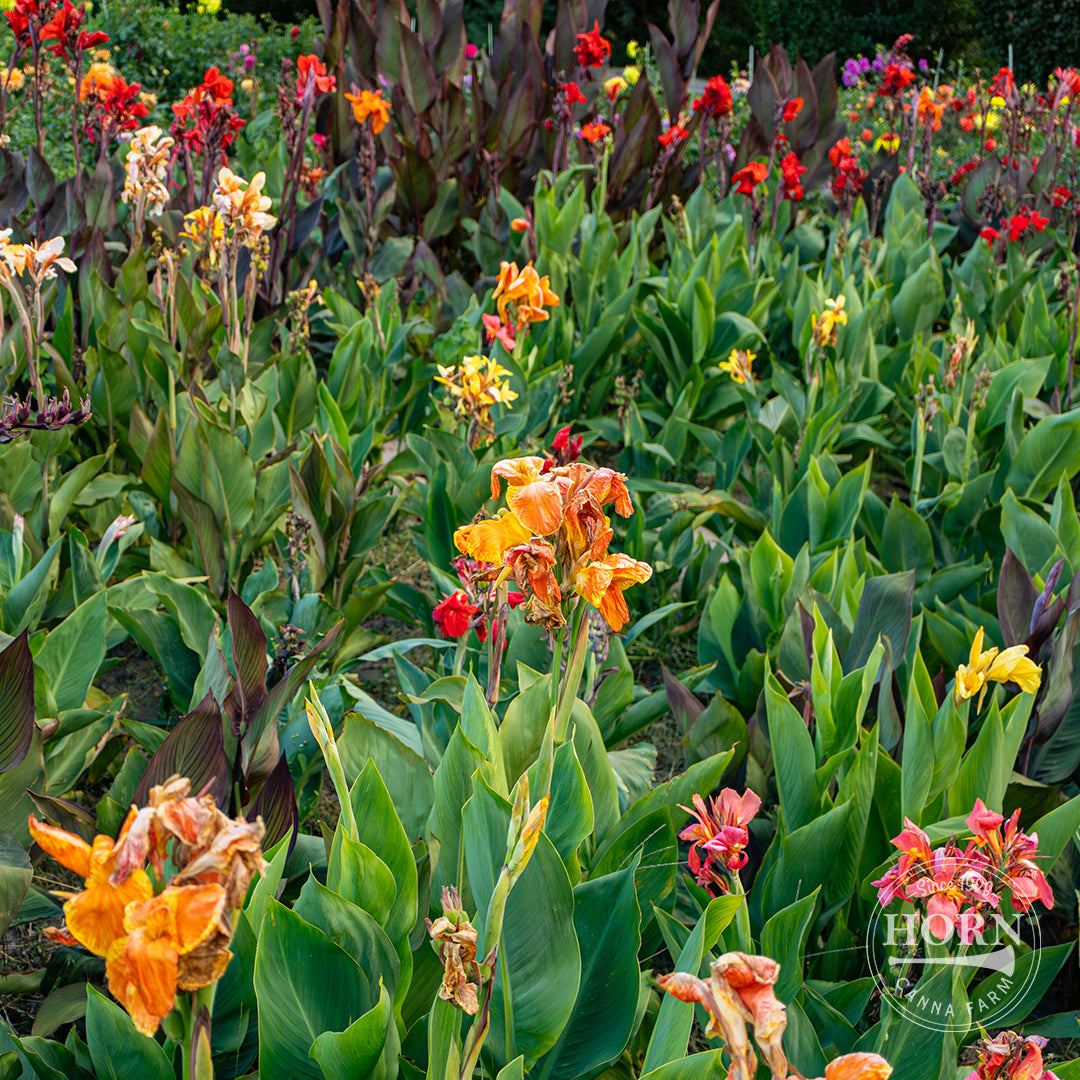 Giant Canna Lily Variety Mix Flower Bulbs (3-Pack)