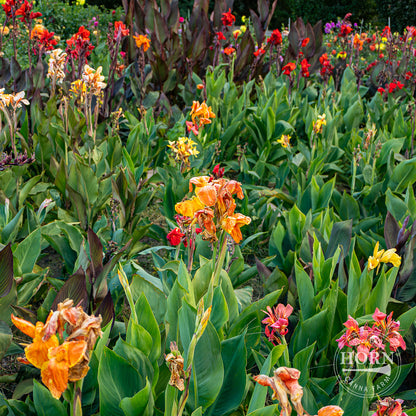 Giant Canna Lily Variety Mix Flower Bulbs (3-Pack)