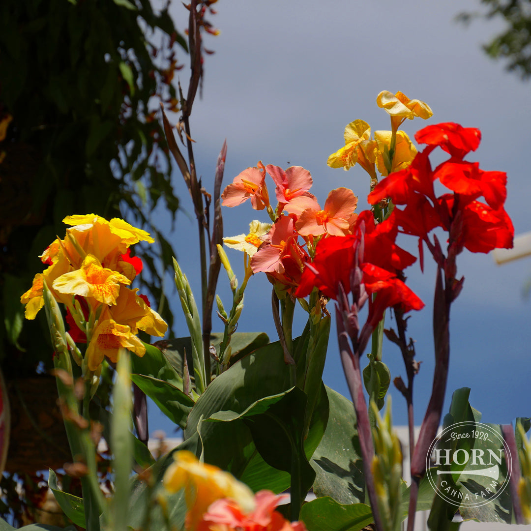 Giant Canna Lily Variety Mix Flower Bulbs (3-Pack)