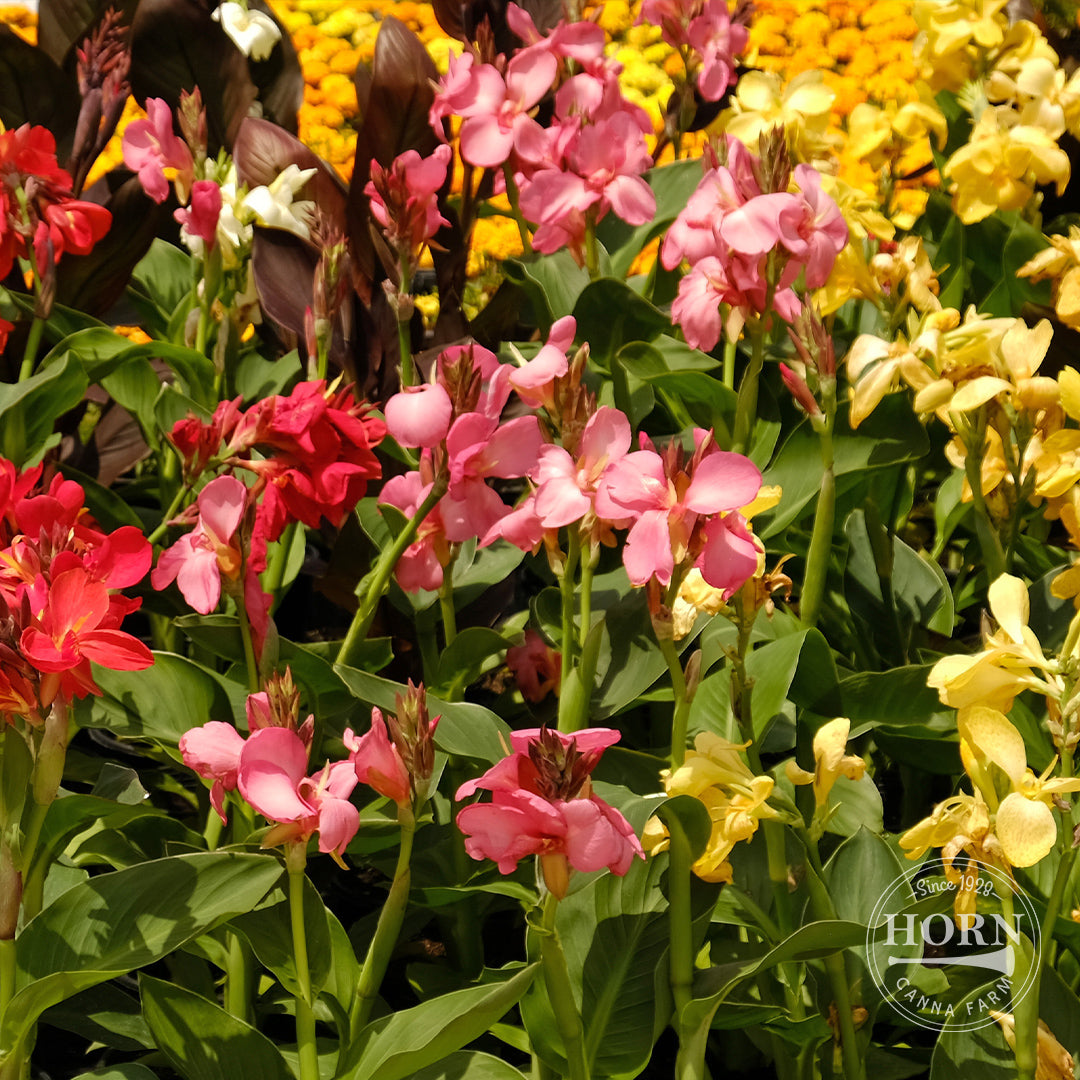 Medium Canna Lily Variety Mix Flower Bulbs (3-Pack)