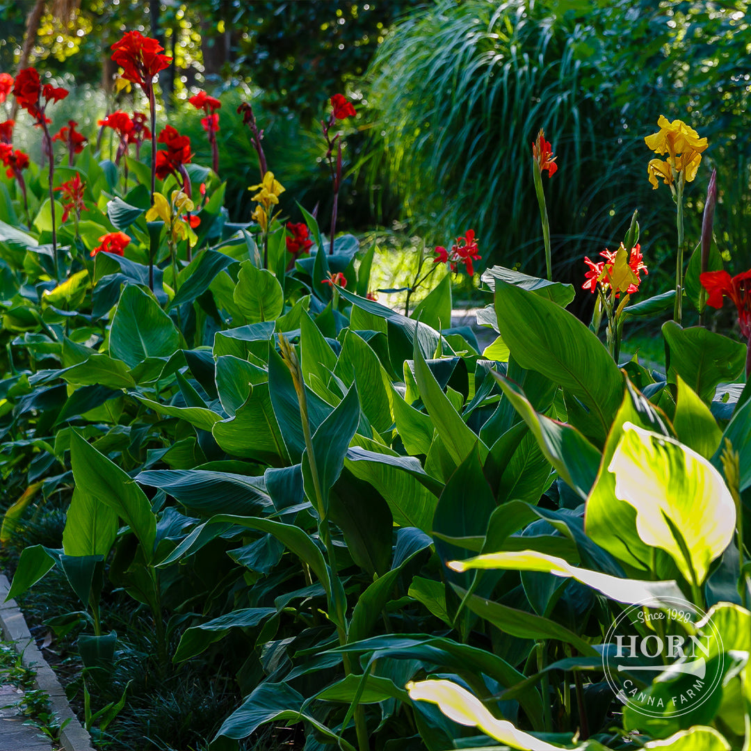 Medium Canna Lily Variety Mix Flower Bulbs (3-Pack)