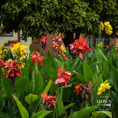 Tall Canna Lily Variety Mix Flower Bulbs (3-Pack)