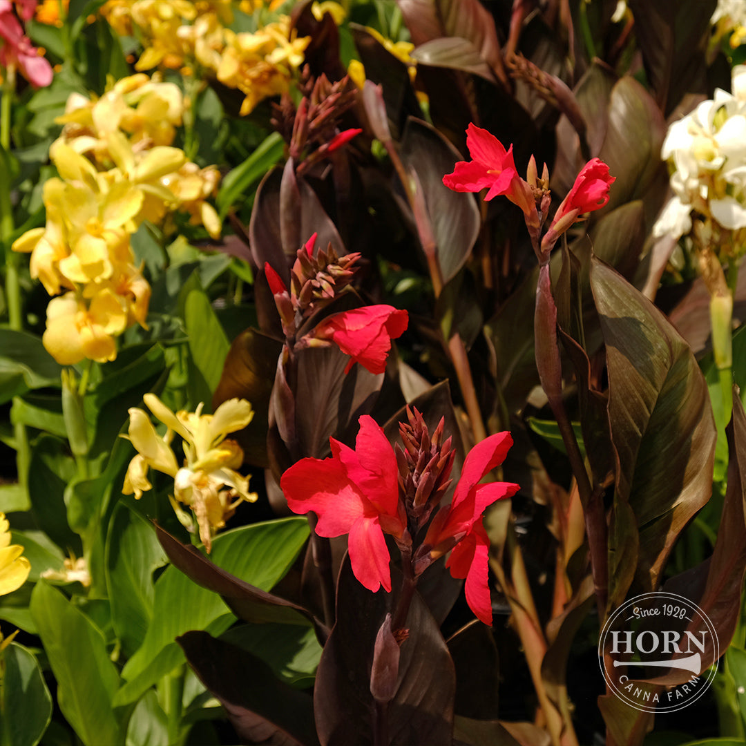 Tall Canna Lily Variety Mix Flower Bulbs (3-Pack)