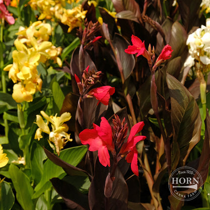 Tall Canna Lily Variety Mix Flower Bulbs (3-Pack)