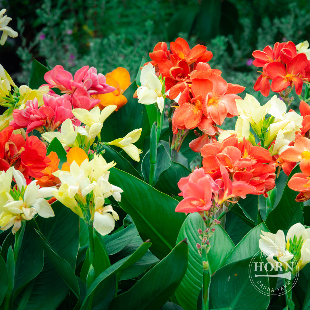 Tall Canna Lily Variety Mix Flower Bulbs (3-Pack)