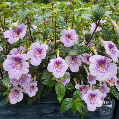 Blue Sparks Star of India Pre-Potted Plant