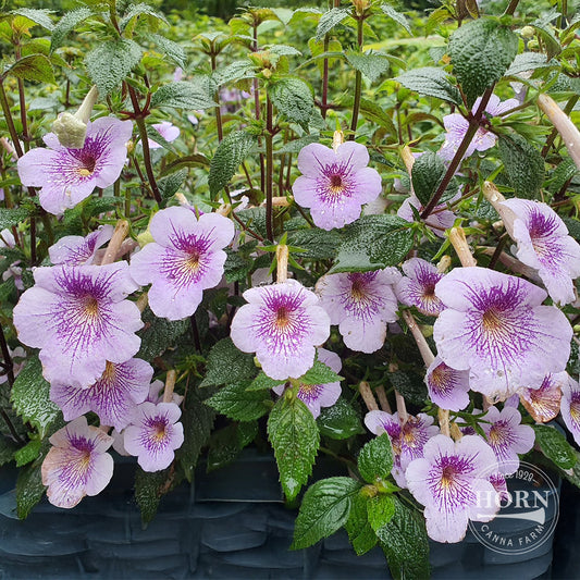 Blue Sparks Star of India Pre-Potted Plant