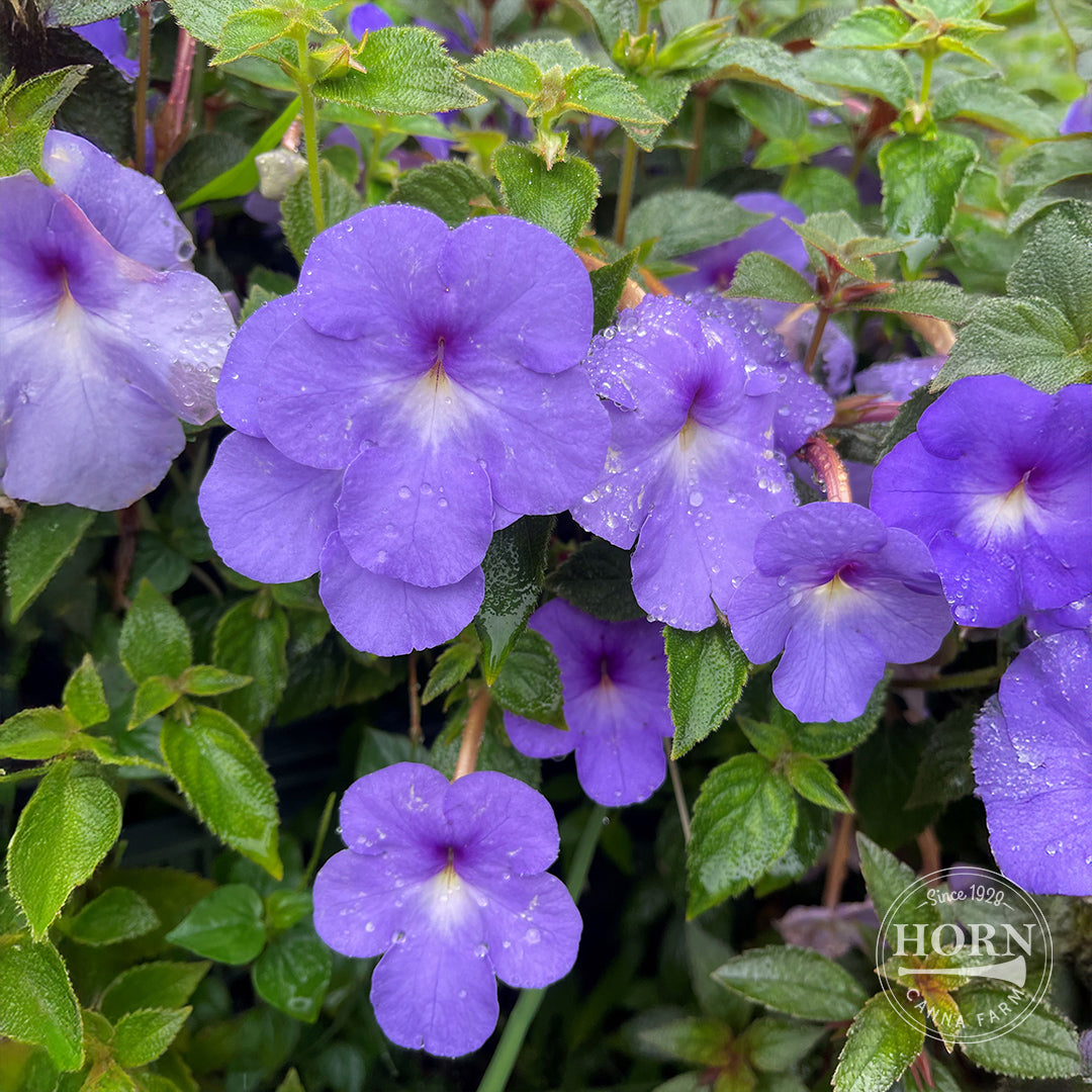 Cattleya Star of India Pre-Potted Plant