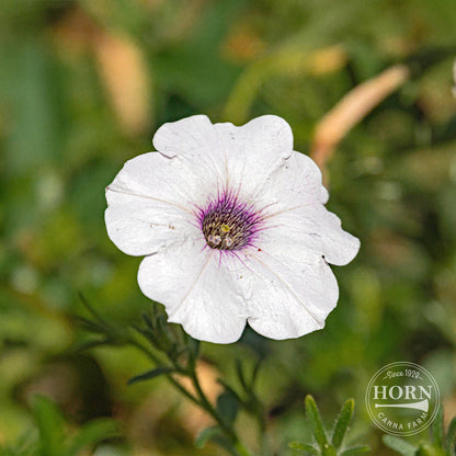 Snow Princess Star of India Pre-Potted Plant