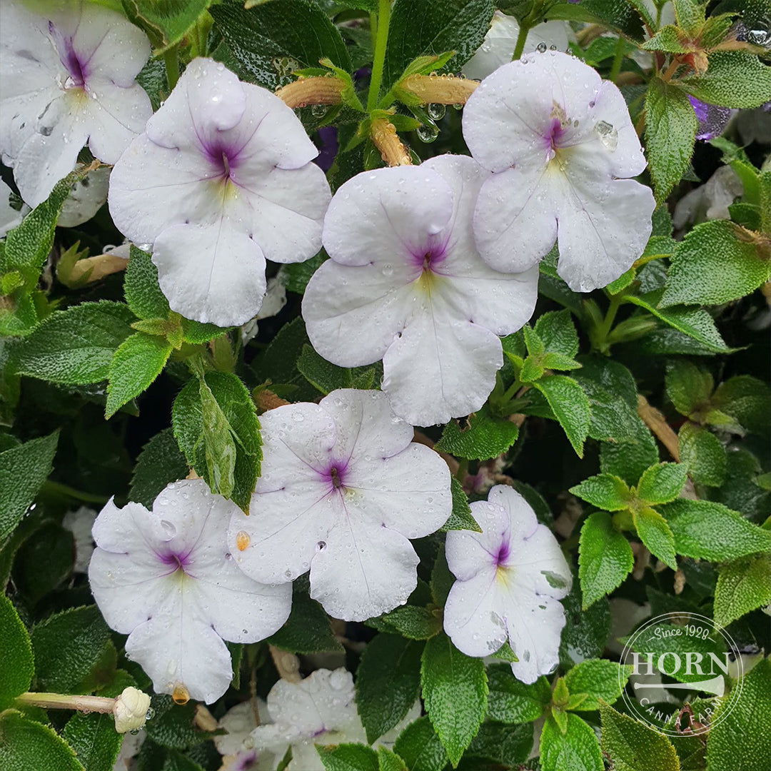 Snow Princess Star of India Pre-Potted Plant