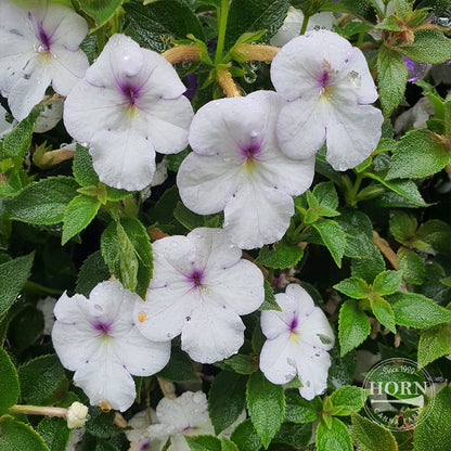 Snow Princess Star of India Pre-Potted Plant
