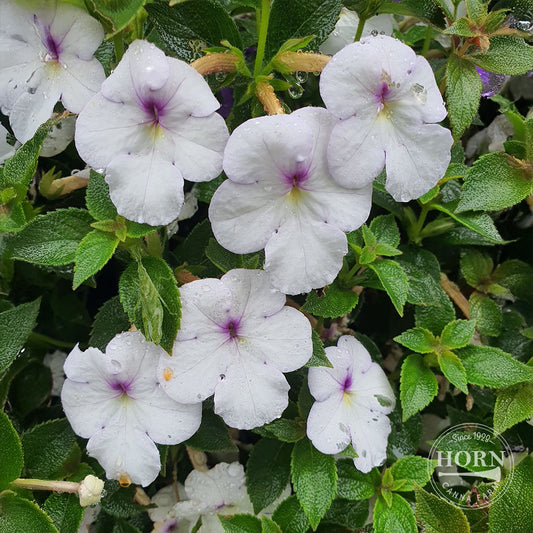 Snow Princess Star of India Pre-Potted Plant