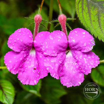 Peach Blossom Star of India Pre-Potted Plant