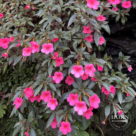 Peach Blossom Star of India Pre-Potted Plant