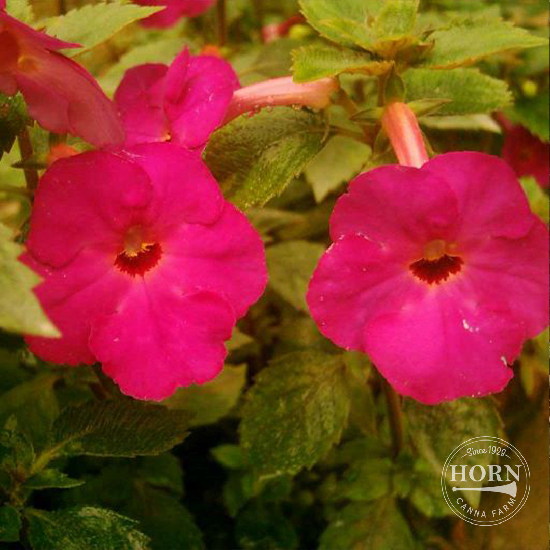 Vivid Star of India Pre-Potted Plant