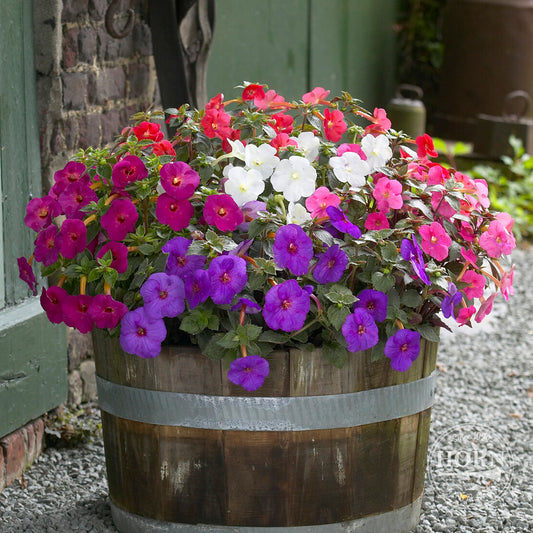 Pradhan's Choice Mixed Star of India Pre-Potted Plant