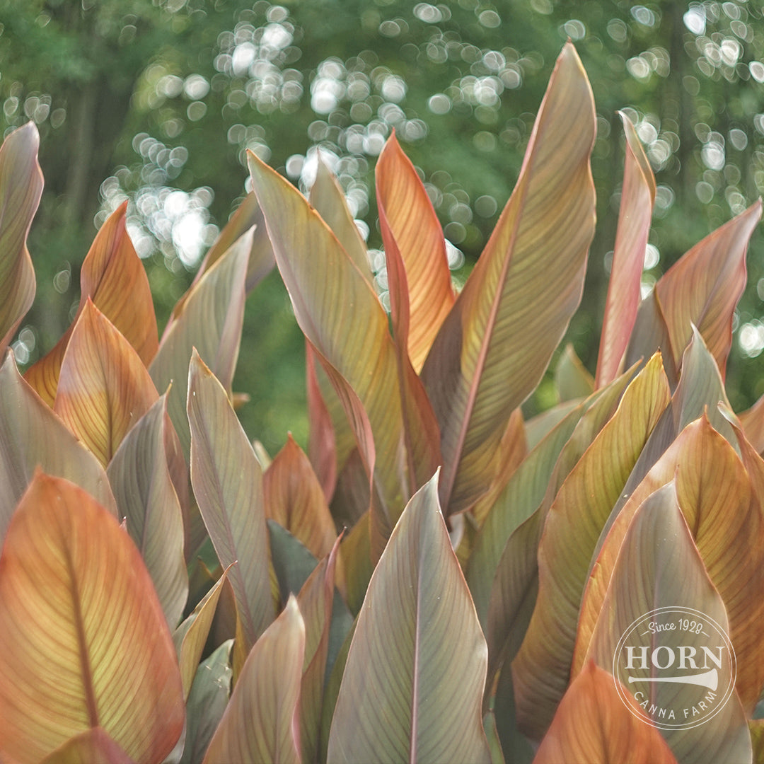 Cannova® Bronze Orange Canna Plant – Horn Canna Farm