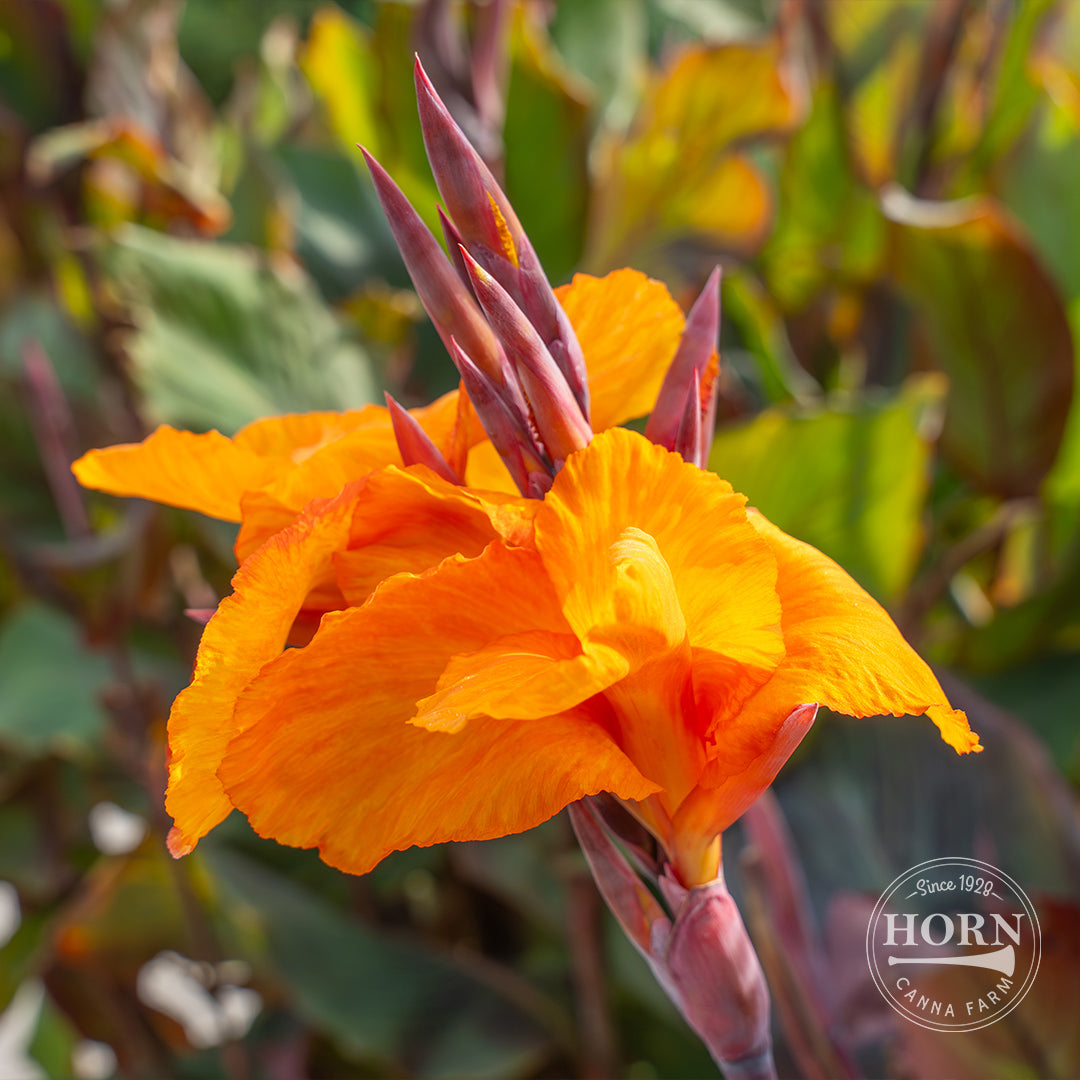 Cannova® Bronze Orange Canna Plant