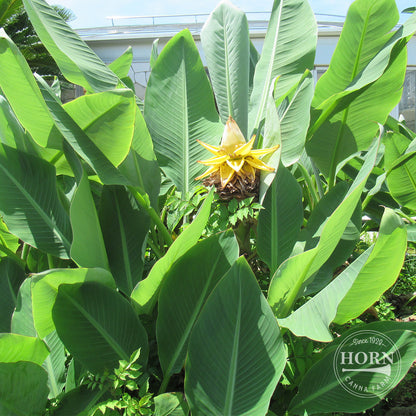 China Champa Pre-Potted Banana Plant