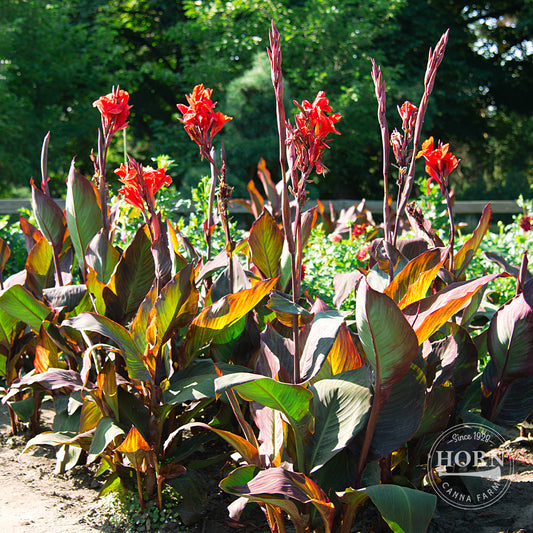 Cannova® Bronze Scarlet Canna Plant