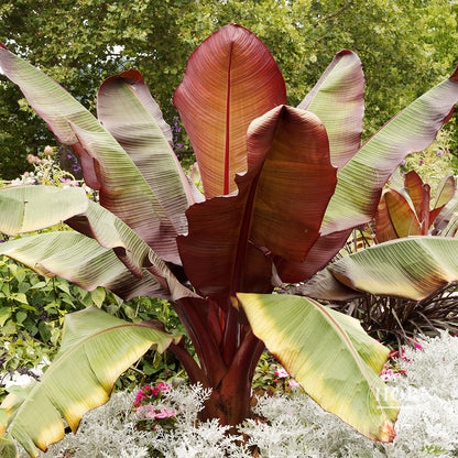 Sikkimensis Bengal Tiger Pre-Potted Banana Plant