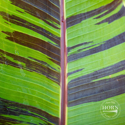 Sikkimensis Bengal Tiger Pre-Potted Banana Plant