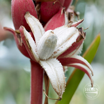 potted red banana plant Red Pre-Potted Banana Plant – Horn Canna Farm