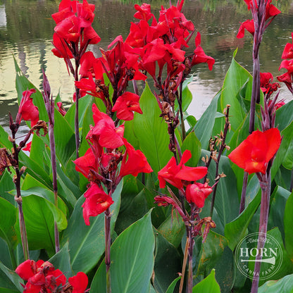 Cannova® Scarlet Canna Plant