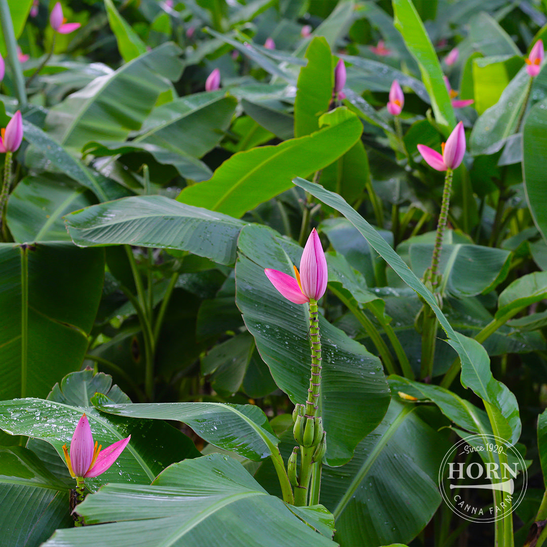 potted banana plants Dwarf Pre-Potted Banana Plant – Horn Canna Farm