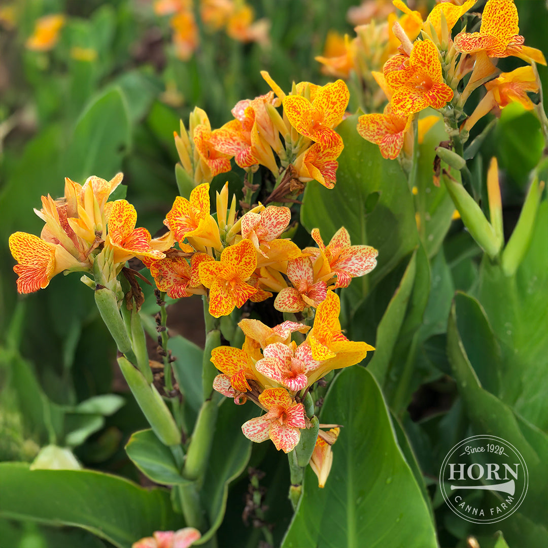 Tenerife Canna Plant
