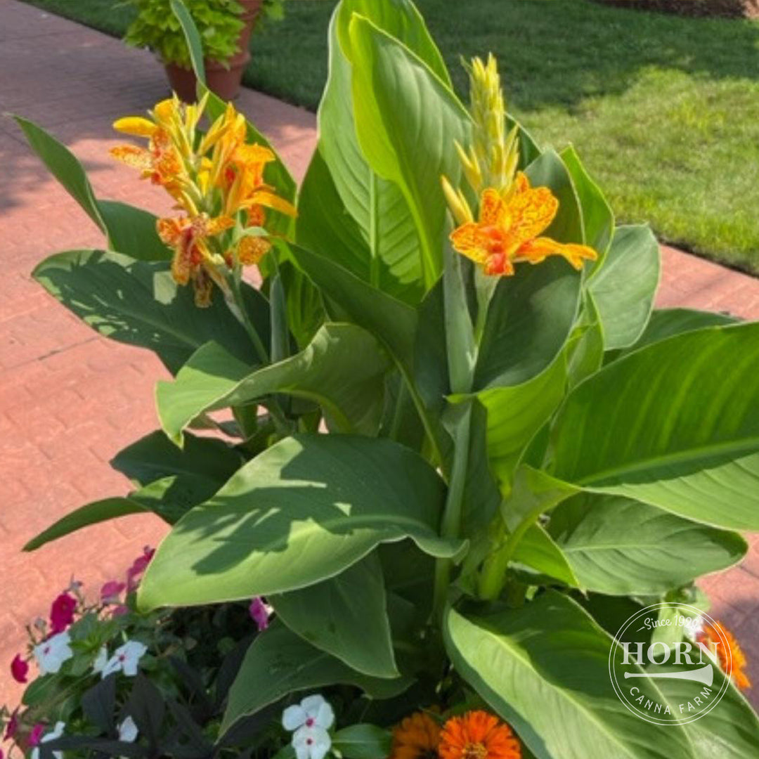 Tenerife Canna Plant