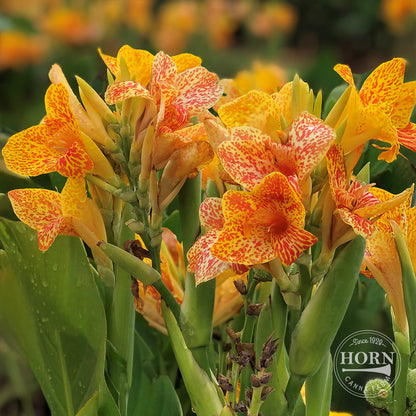 Tenerife Canna Plant