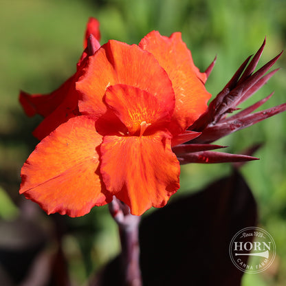 Velvet Red Africa Canna Plant