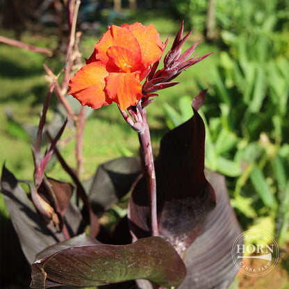 Velvet Red Africa Canna Plant