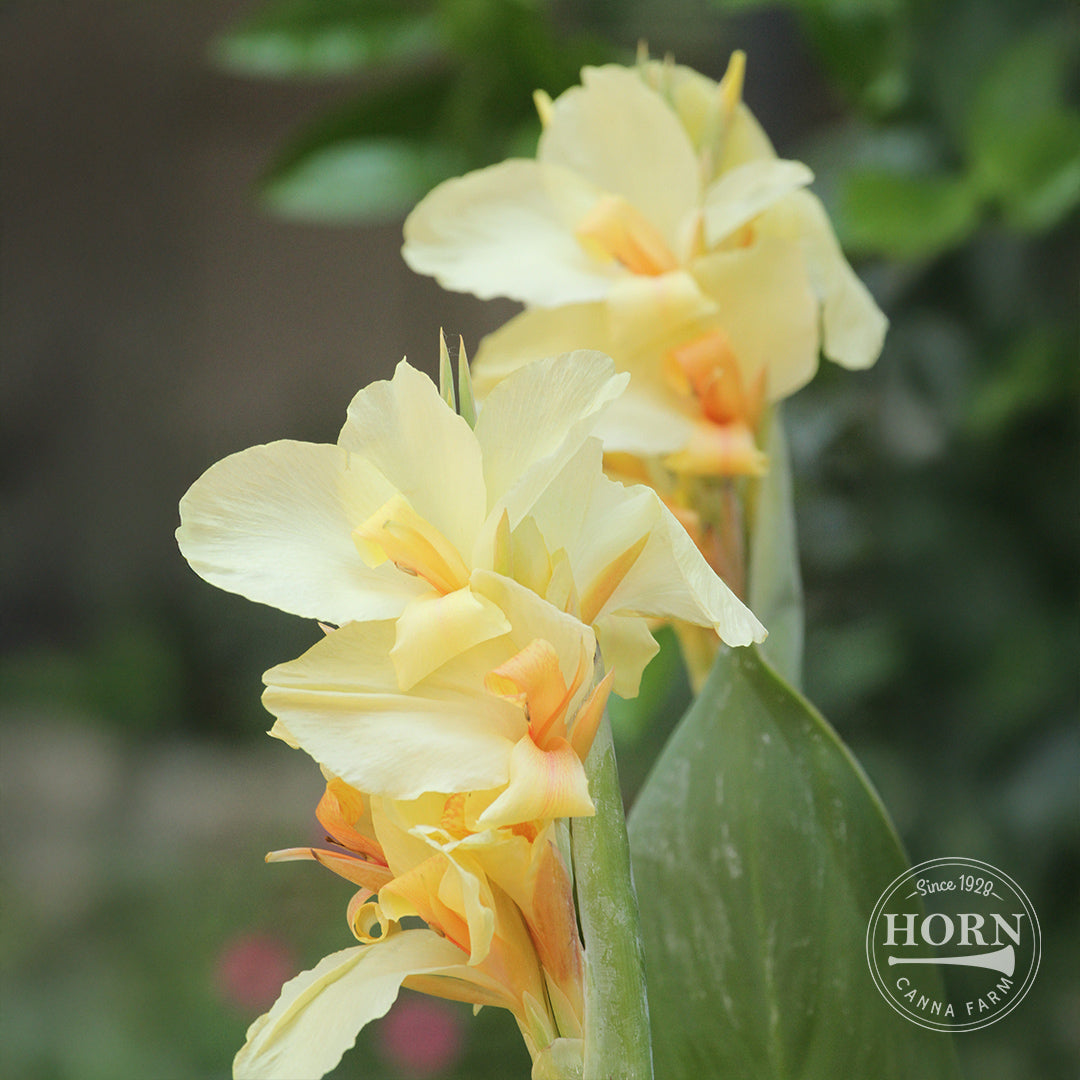 Cannova® Lemon Canna Plant