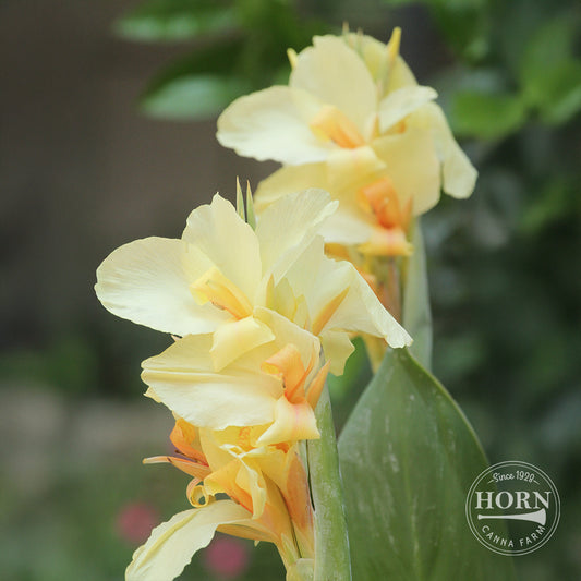 Cannova® Lemon Canna Plant