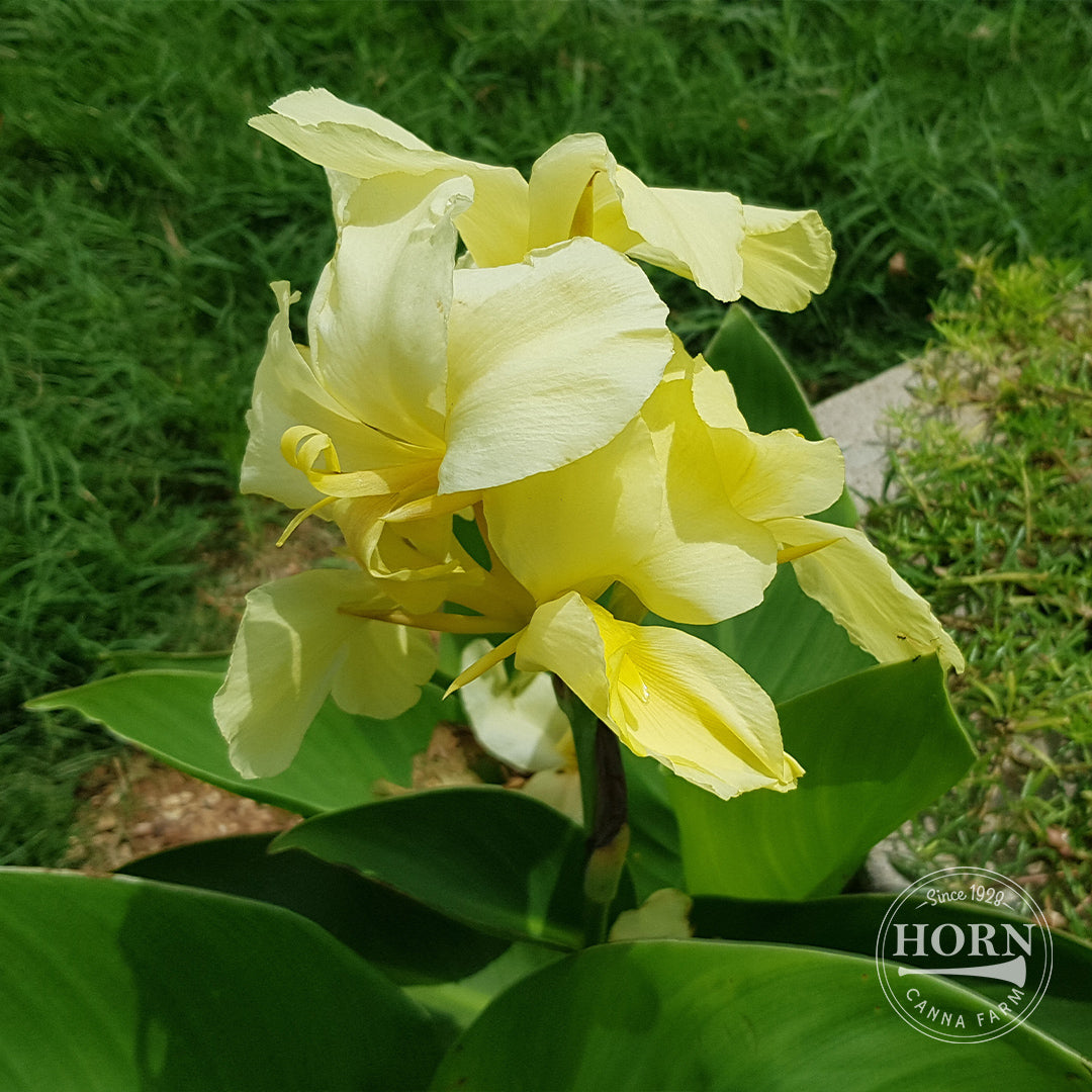Cannova® Lemon Canna Plant – Horn Canna Farm
