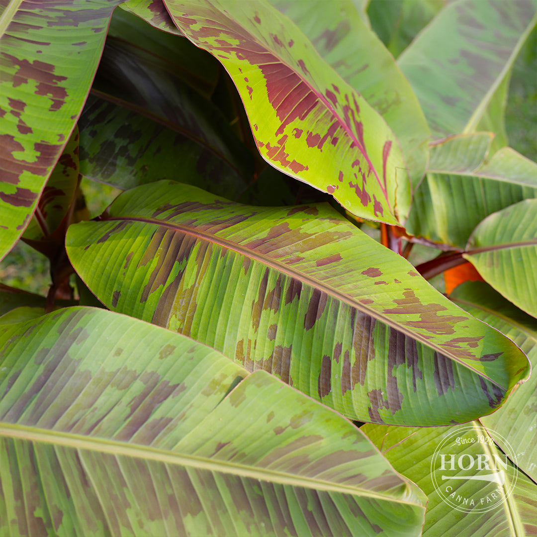 Zebrina Rojo Pre-Potted Banana Plant
