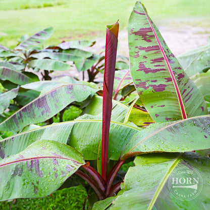 Zebrina Rojo Pre-Potted Banana Plant