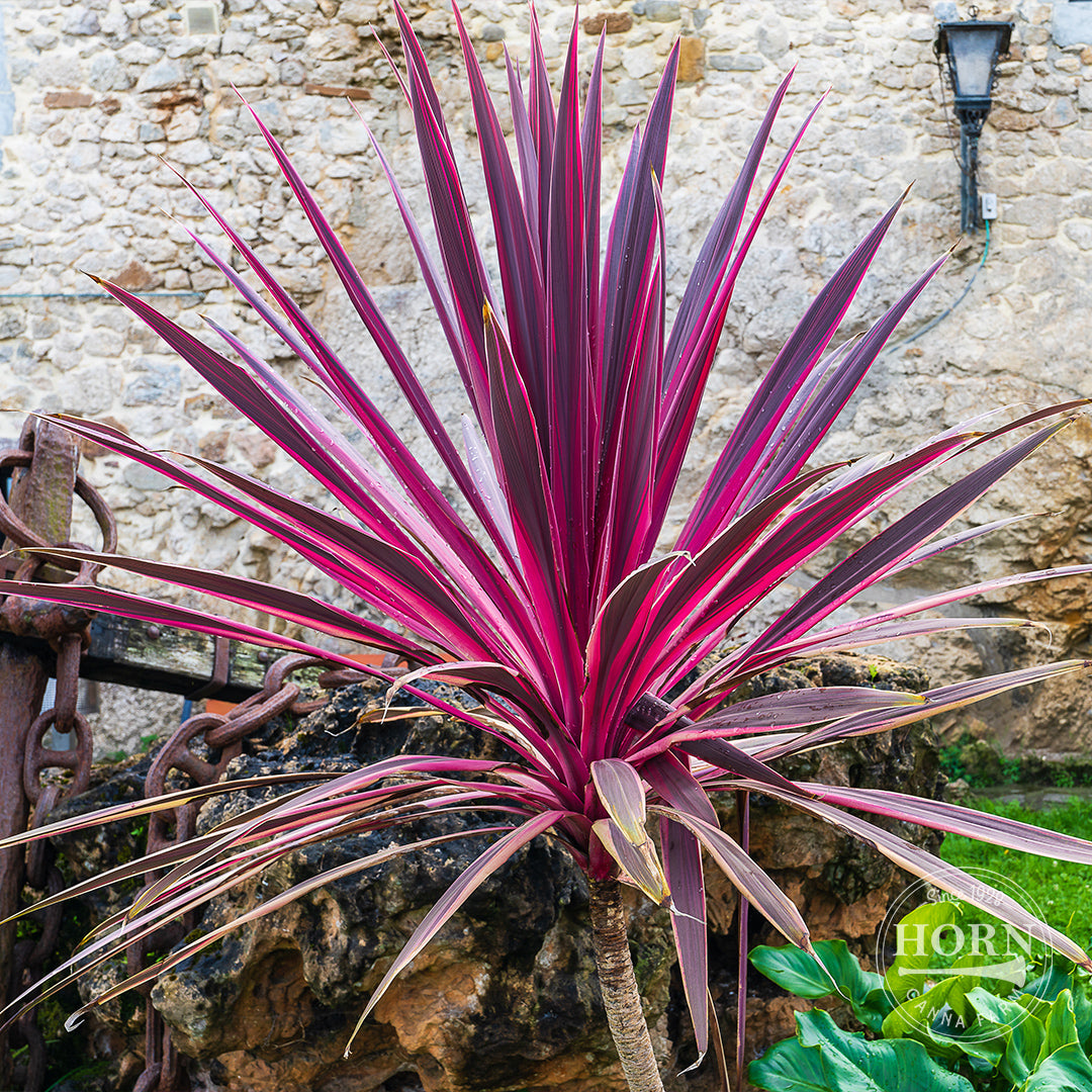 Charlie Boy Cordyline Pre-Potted Plant