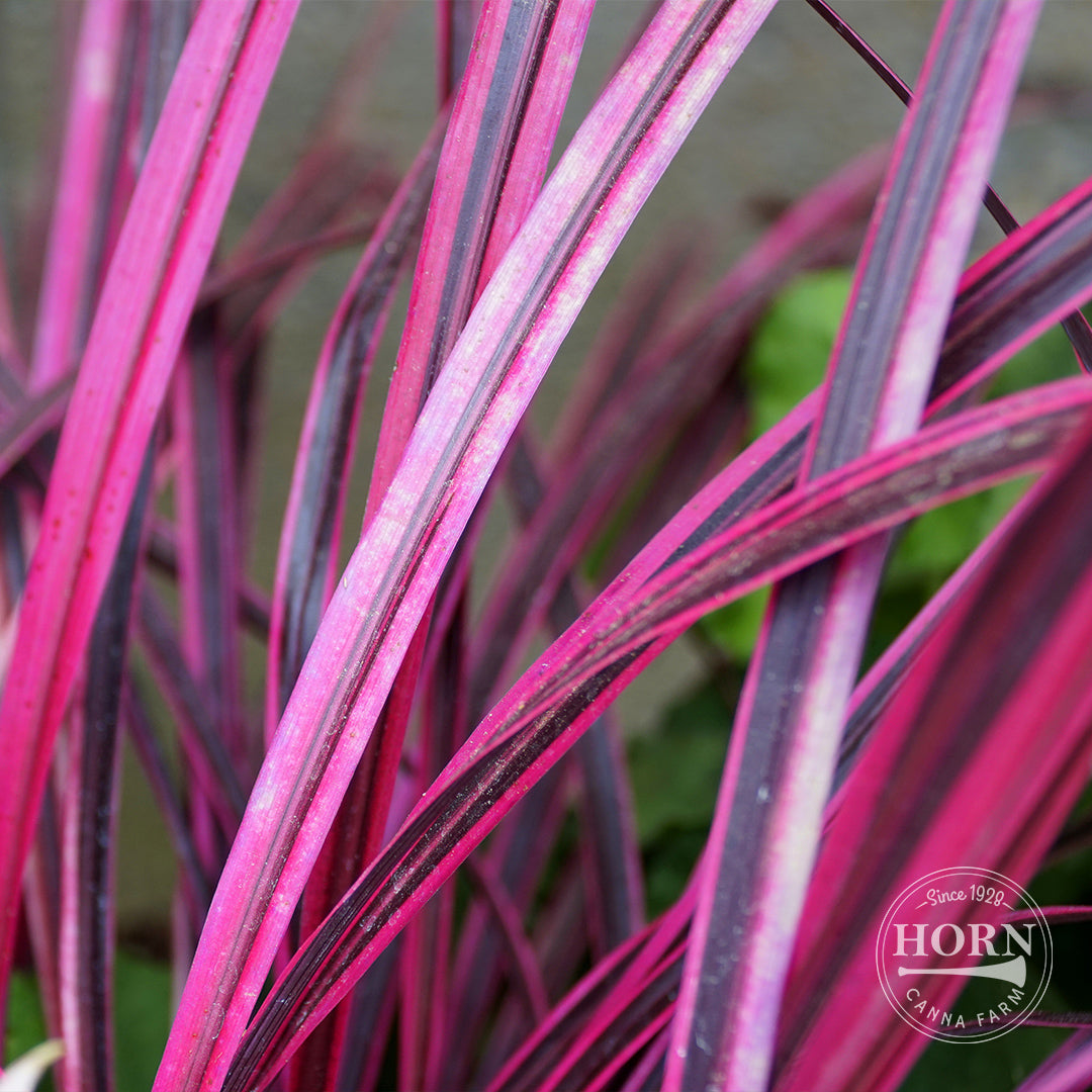 Charlie Boy Cordyline Pre-Potted Plant