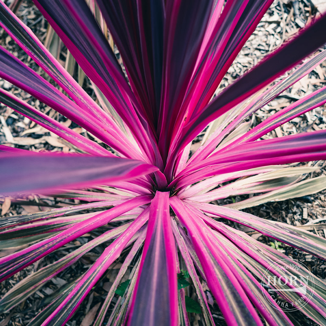 Charlie Boy Cordyline Pre-Potted Plant