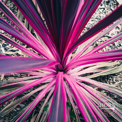 Charlie Boy Cordyline Pre-Potted Plant