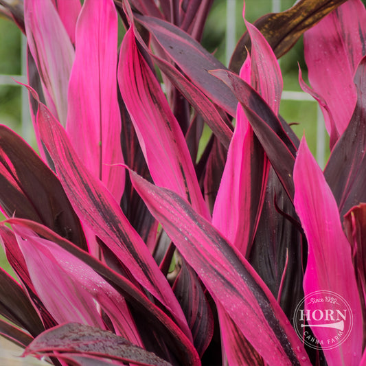 Pas Doble Cordyline Pre-Potted Plant