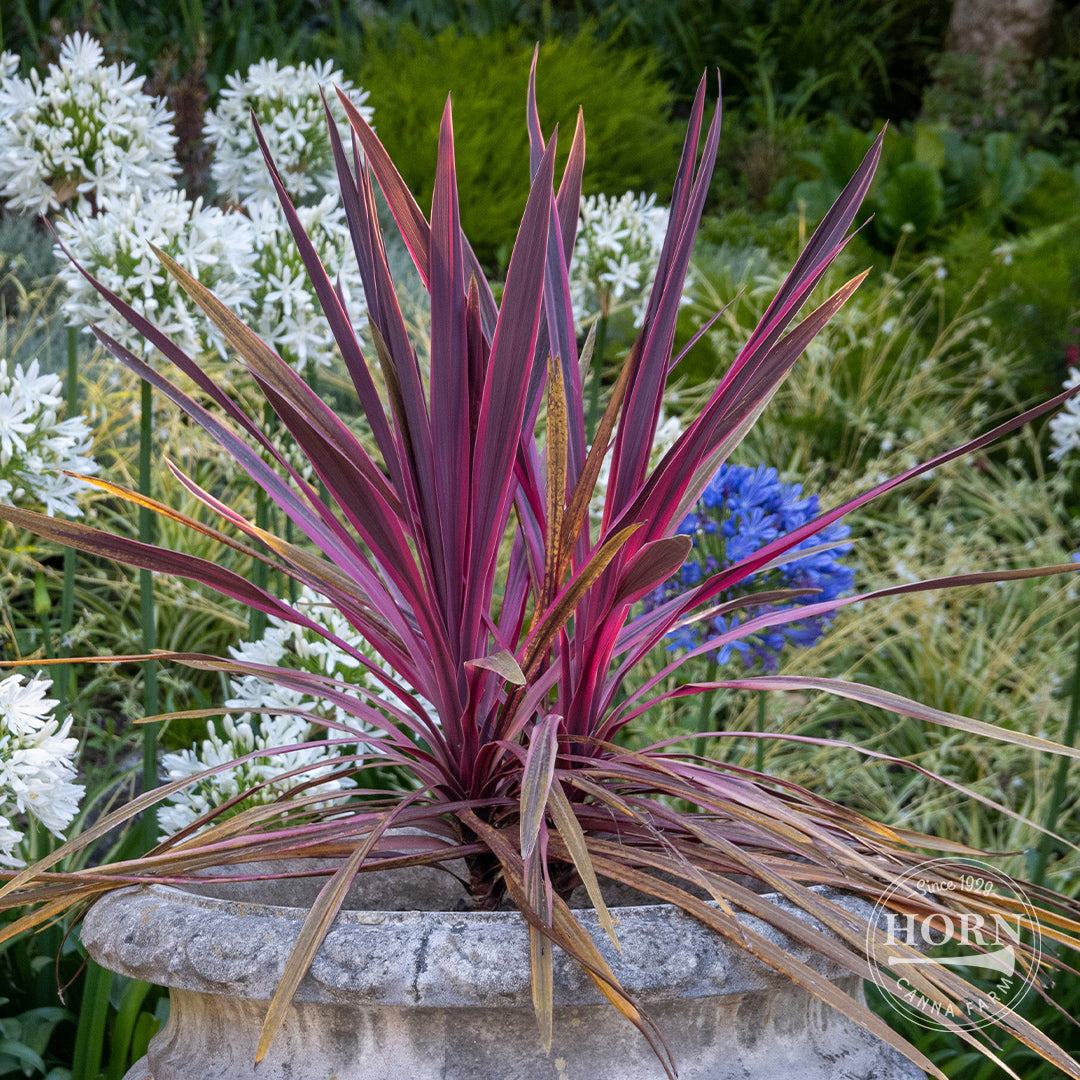 Pas Doble Cordyline Pre-Potted Plant