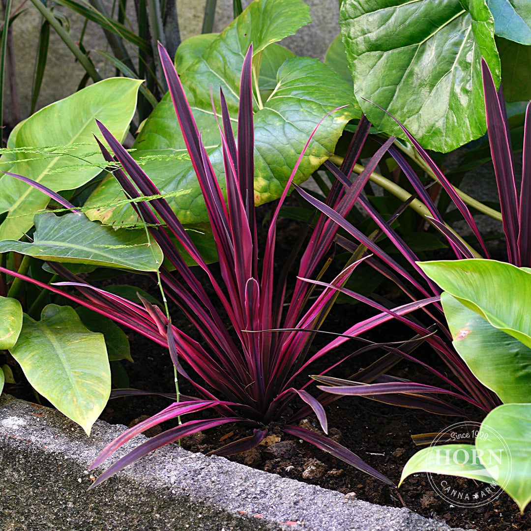 Pas Doble Cordyline Pre-Potted Plant