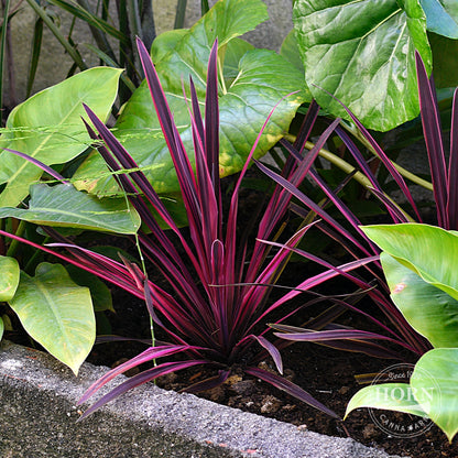 Pas Doble Cordyline Pre-Potted Plant