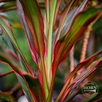 Magic Star Cordyline Pre-Potted Plant